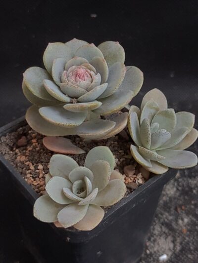 Orostachys iwarenge