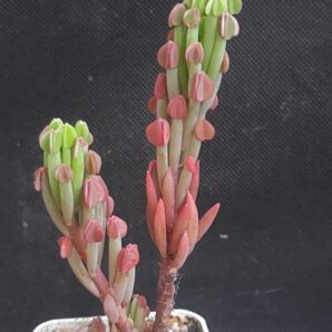 Oxalis succulenta | 73