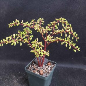 Pilea nipensis | 83