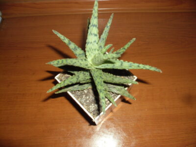 Aloe "Snow flake"