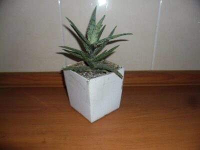 Aloe "Snow flake" - Зображення 3