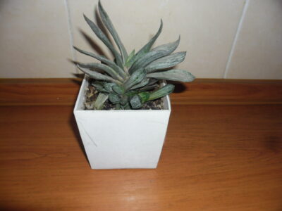 Gasteria sp. var. - Зображення 2