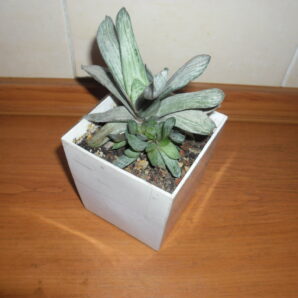 Gasteria sp. var.