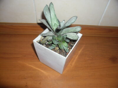 Gasteria sp. var.