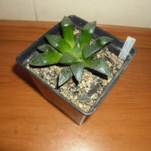 Haworthia Bayeri"Japan"