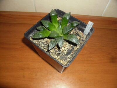 Haworthia Bayeri"Japan"