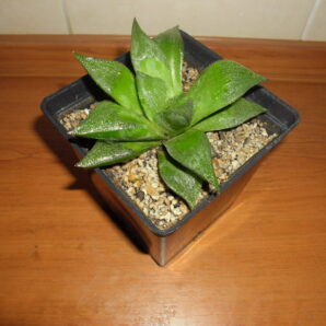 Haworthia retusa