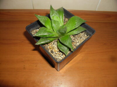 Haworthia retusa