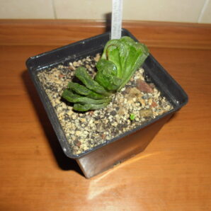 Haworthia truncata"Line Green"