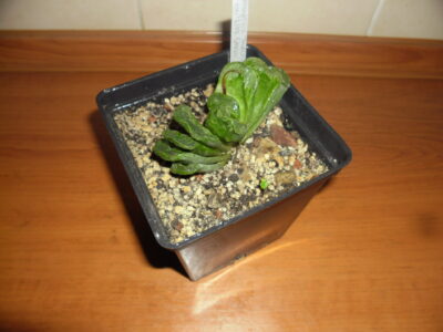 Haworthia truncata"Line Green"