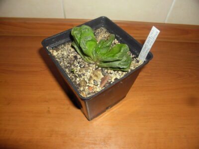 Haworthia truncata"Line Green" - Зображення 2