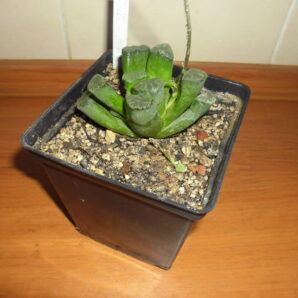 Haworthia maughanii