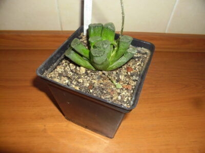 Haworthia maughanii