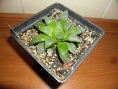 Haworthia pigmaea х emelyae - Зображення 2