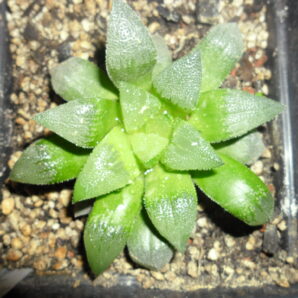 Haworthia pigmaea х emelyae