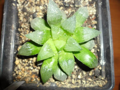 Haworthia pigmaea х emelyae