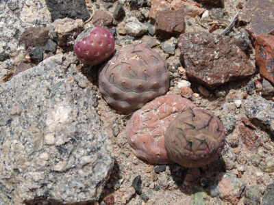 Tephrocactus geometricus