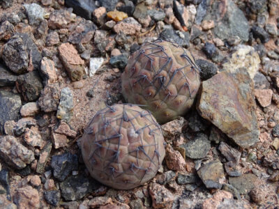Tephrocactus geometricus