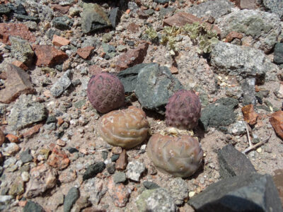 Tephrocactus geometricus