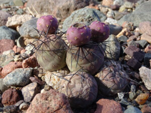 Фантастичні форми дуже різноманітної групи Tephrocactus geometricus