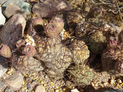 Tephrocactus geometricus