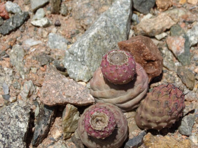 Tephrocactus geometricus