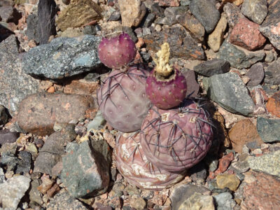 Tephrocactus geometricus