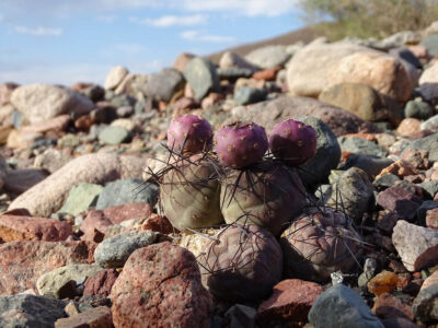 Tephrocactus geometricus