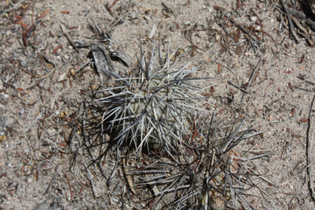 Tephrocactus geometricus ssp. armatus