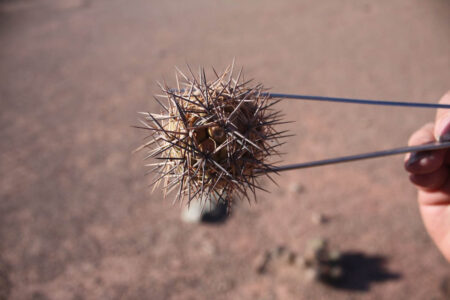 Tephrocactus geometricus ssp. armatus