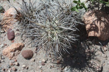 Tephrocactus geometricus ssp. armatus