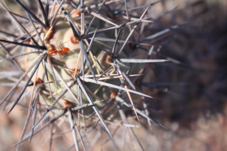 Tephrocactus geometricus ssp. armatus