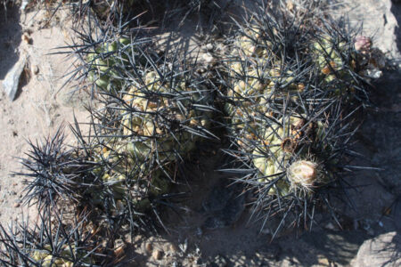 Tephrocactus geometricus ssp. fiambalensis