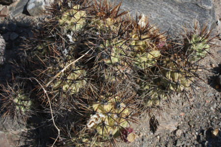Tephrocactus geometricus ssp. fiambalensis