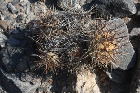 Tephrocactus geometricus ssp. fiambalensis