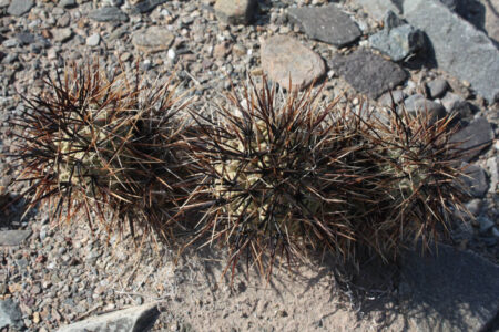 Tephrocactus geometricus ssp. fiambalensis