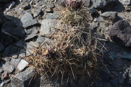 Tephrocactus geometricus ssp. fiambalensis