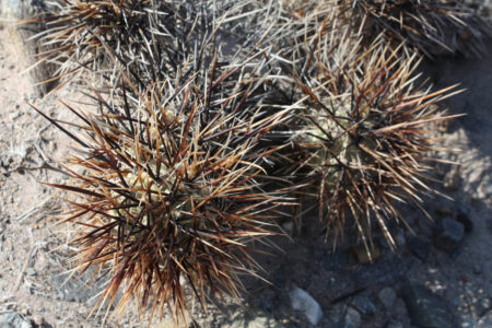 Tephrocactus geometricus ssp. fiambalensis
