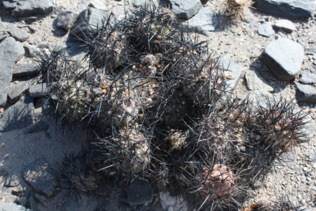 Tephrocactus geometricus ssp. fiambalensis