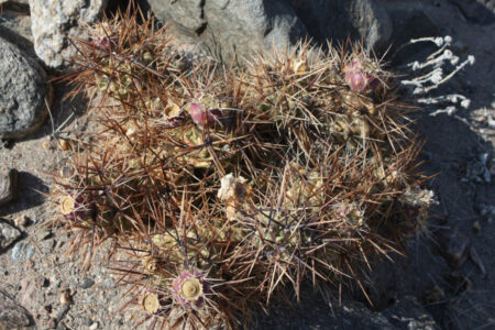 Tephrocactus geometricus ssp. fiambalensis