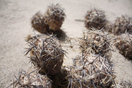 Tephrocactus geometricus ssp. pulcherrimespinosus