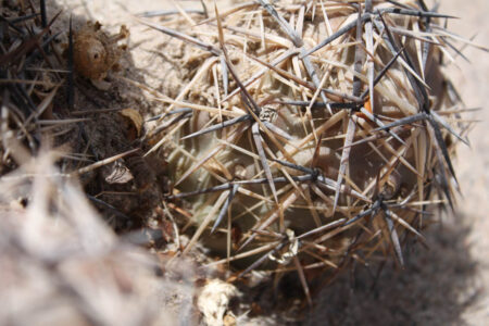Tephrocactus geometricus ssp. pulcherrimespinosus