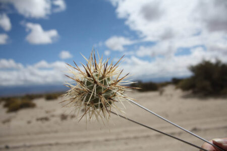 Tephrocactus geometricus ssp. pulcherrimespinosus