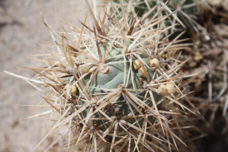 Tephrocactus geometricus ssp. pulcherrimespinosus
