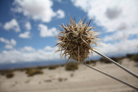 Tephrocactus geometricus ssp. pulcherrimespinosus