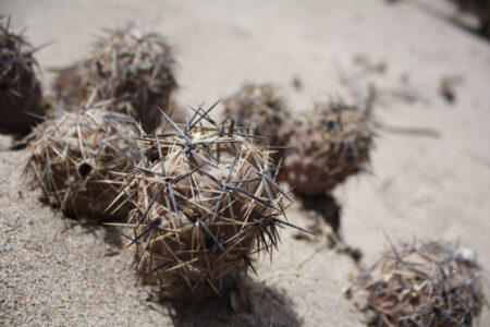 Tephrocactus geometricus ssp. pulcherrimespinosus