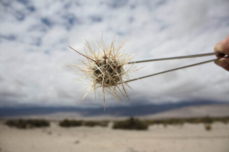 Tephrocactus geometricus ssp. pulcherrimespinosus