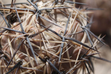 Tephrocactus geometricus ssp. pulcherrimespinosus