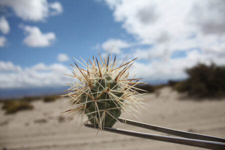 Tephrocactus geometricus ssp. pulcherrimespinosus