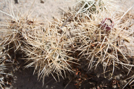 Tephrocactus geometricus ssp. pulcherrimespinosus